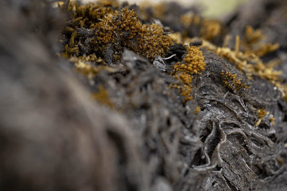 photo ecorce pied de vigne