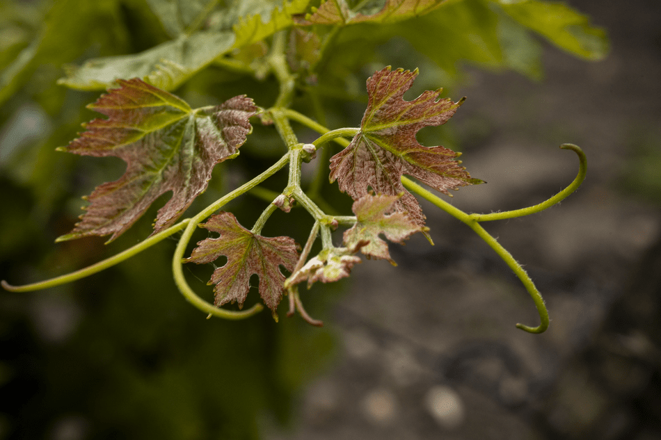 photo feuille et tige