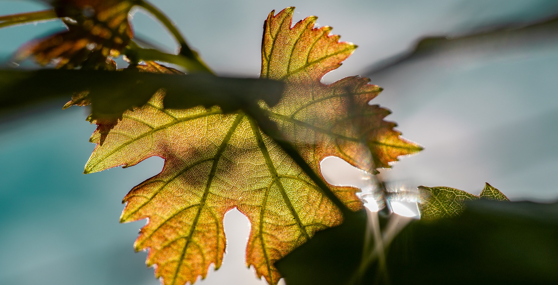 photo feuilles de vigne