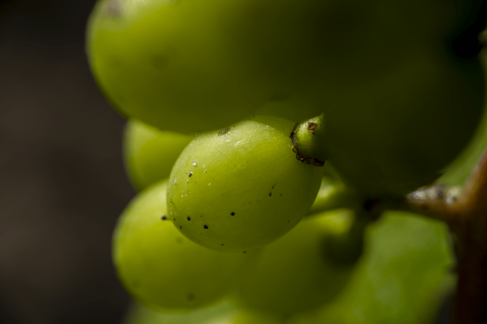 photo raisins vigne blanche