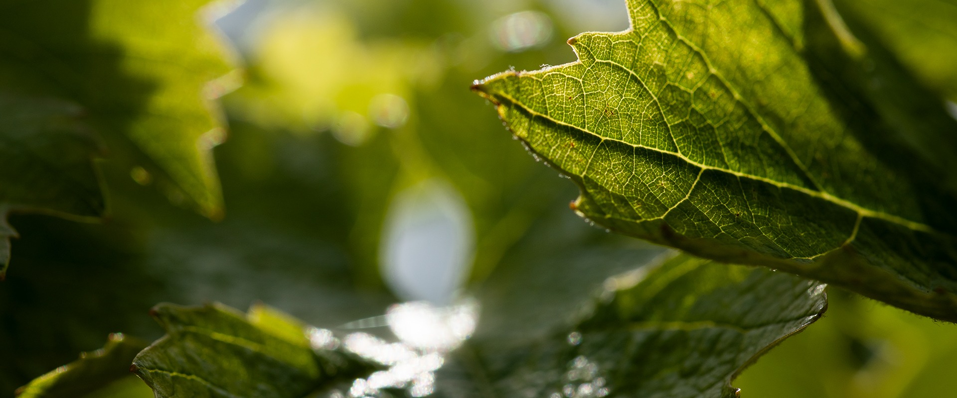 photo zoom sur feuilles de vigne